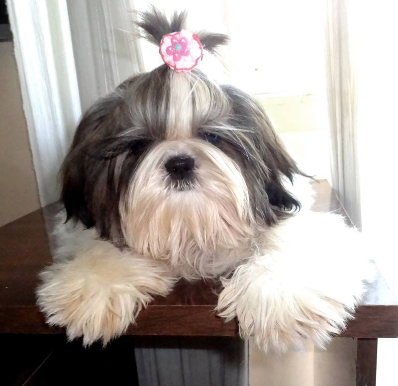 canil de shih tzu rj, filhotes de shih tzu para venda, comprar shih tzu rio de janeiro, venda de cachorro shih tzu rj, shih tzu filhote macho, filhote de shih tzu macho