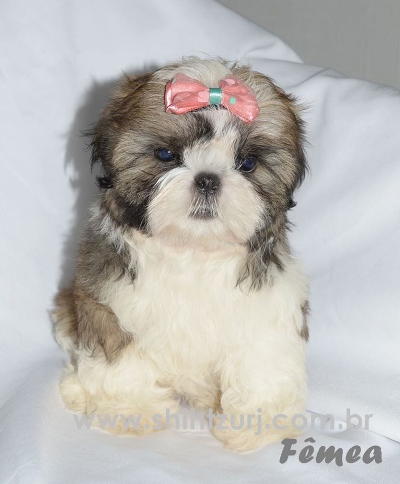 shih tzu filhote preco